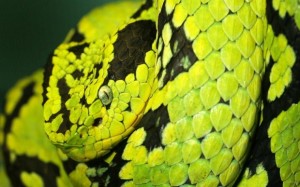 Most-Amazing-Snakes-Pictures-7